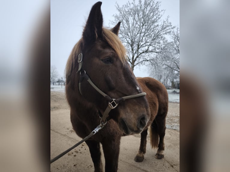 Noriker Merrie 14 Jaar 160 cm Donkere-vos in Hasselbach