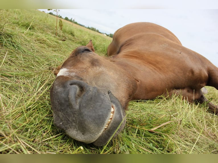 Noriker Merrie 14 Jaar 160 cm Donkere-vos in Hasselbach