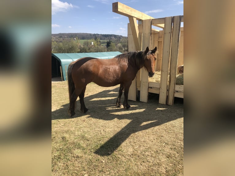 Noriker Mix Merrie 14 Jaar 160 cm Vos in Oberhaid