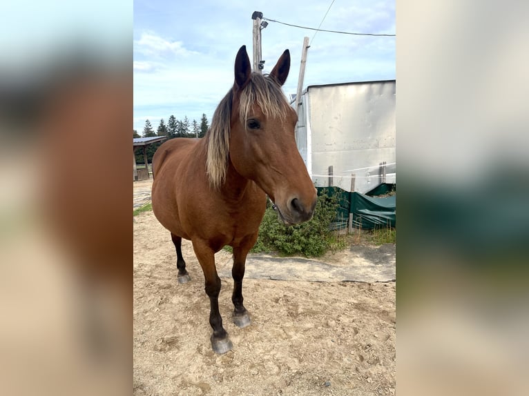 Noriker Mix Merrie 14 Jaar 160 cm Vos in Oberhaid