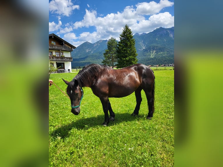 Noriker Merrie 14 Jaar 162 cm Zwart in Wallgau