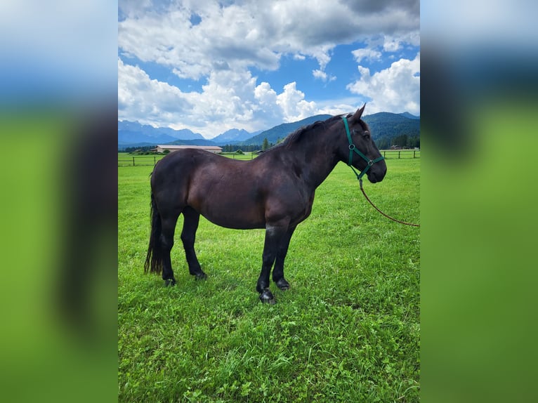 Noriker Merrie 14 Jaar 162 cm Zwart in Wallgau