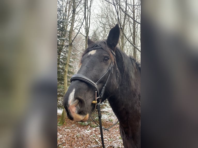 Noriker Merrie 14 Jaar 165 cm Zwart in Laufen