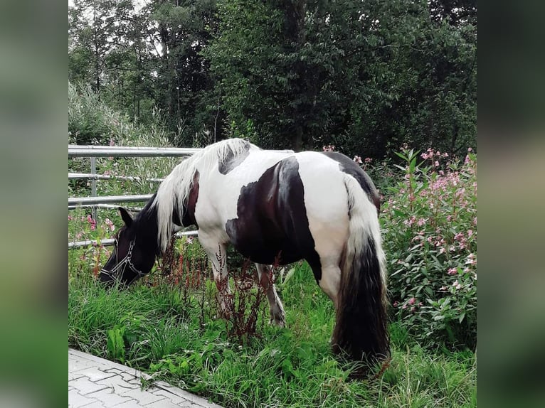 Noriker Merrie 15 Jaar 150 cm Gevlekt-paard in Zwiesel