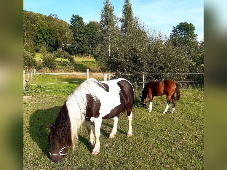 Noriker Merrie 15 Jaar 150 cm Gevlekt-paard in Zwiesel
