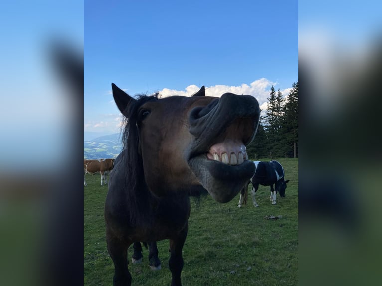 Noriker Merrie 15 Jaar 160 cm Bruin in Reichenfels