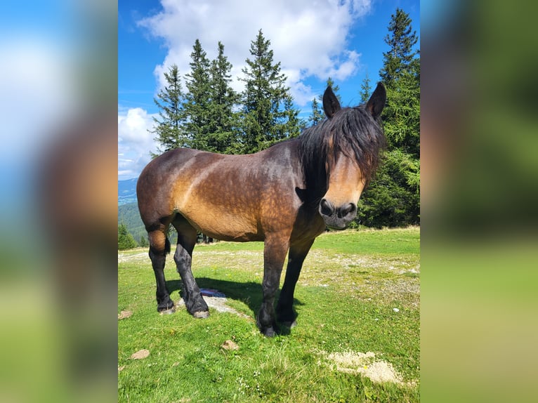 Noriker Merrie 15 Jaar 160 cm Bruin in Reichenfels