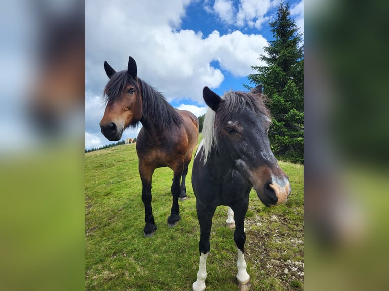 Noriker Merrie 15 Jaar 160 cm Bruin in Reichenfels