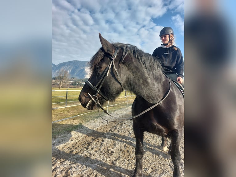 Noriker Merrie 15 Jaar 163 cm Zwart in Kirchbichl