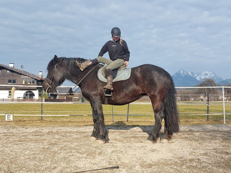 Noriker Merrie 15 Jaar 163 cm Zwart in Kirchbichl