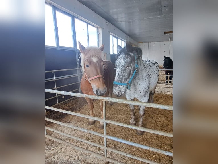 Noriker Merrie 15 Jaar Appaloosa in Obertilliach