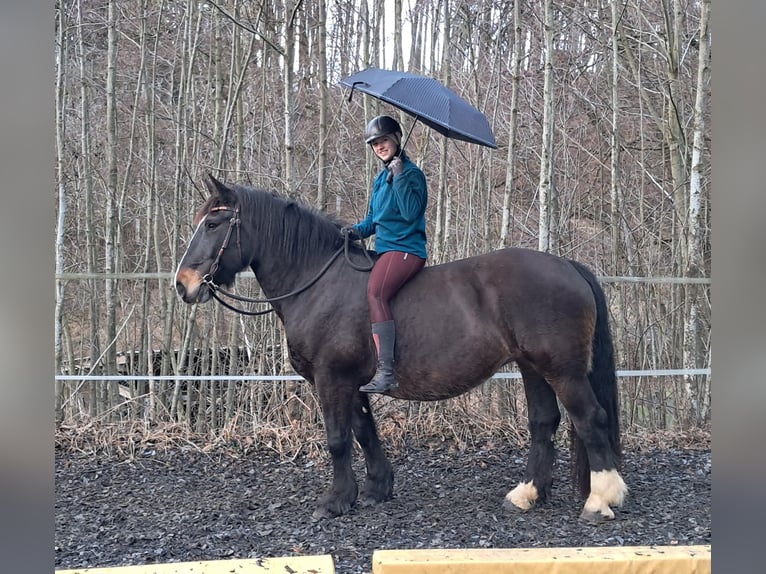 Noriker Merrie 16 Jaar 159 cm Donkerbruin in Bayerbach