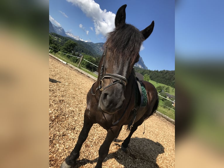 Noriker Merrie 16 Jaar 160 cm Zwart in Bad Ischl