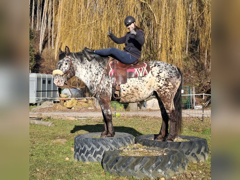 Noriker Merrie 16 Jaar 162 cm Appaloosa in Bayerbach