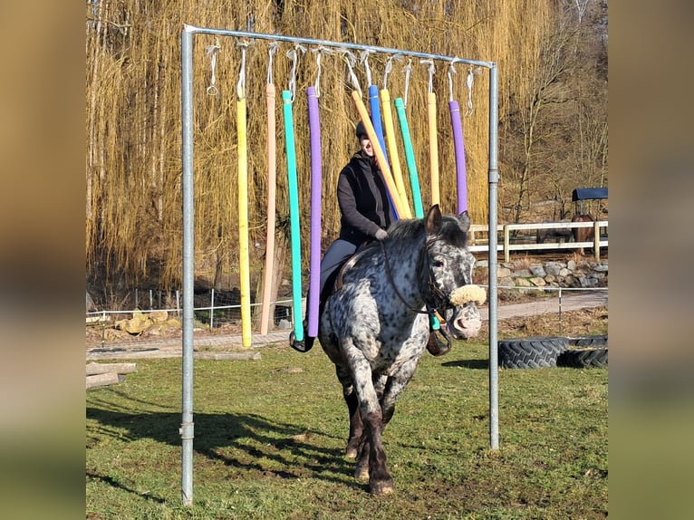 Noriker Merrie 16 Jaar 162 cm Appaloosa in Bayerbach