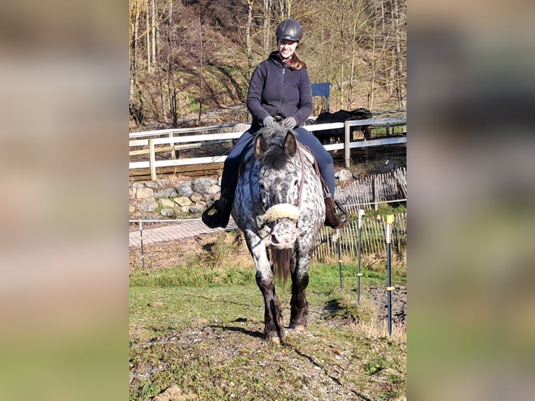 Noriker Merrie 16 Jaar 162 cm Appaloosa in Bayerbach