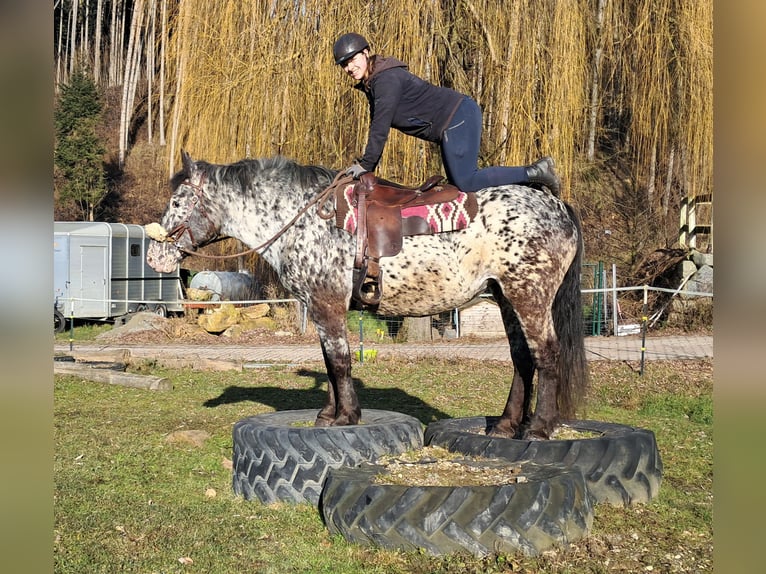 Noriker Merrie 16 Jaar 162 cm Appaloosa in Bayerbach