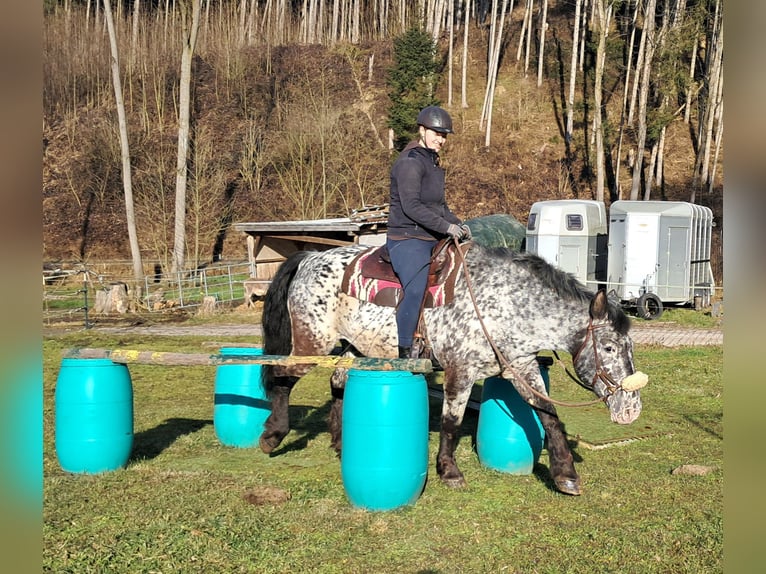 Noriker Merrie 16 Jaar 162 cm Appaloosa in Bayerbach