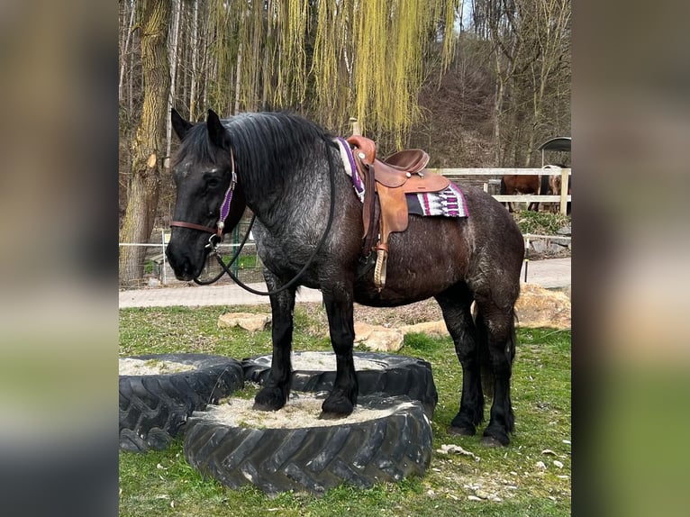 Noriker Merrie 17 Jaar 157 cm Roan-Blue in Bayerbach