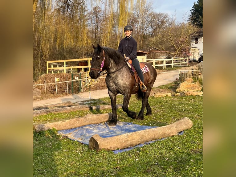 Noriker Merrie 17 Jaar 157 cm Roan-Blue in Bayerbach