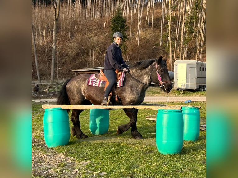 Noriker Merrie 17 Jaar 157 cm Roan-Blue in Bayerbach