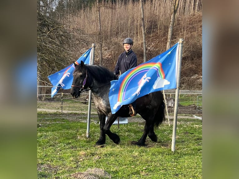 Noriker Merrie 17 Jaar 157 cm Roan-Blue in Bayerbach