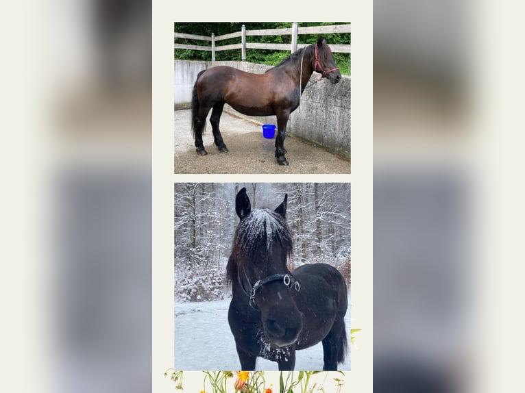 Noriker Merrie 17 Jaar 160 cm Zwart in Bad Ischl