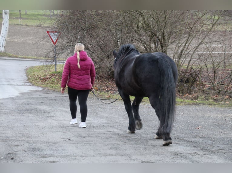 Noriker Merrie 17 Jaar Donkerbruin in Owingen