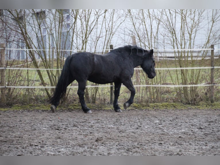 Noriker Merrie 17 Jaar Donkerbruin in Owingen