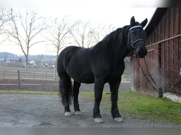 Noriker Merrie 17 Jaar Donkerbruin in Owingen