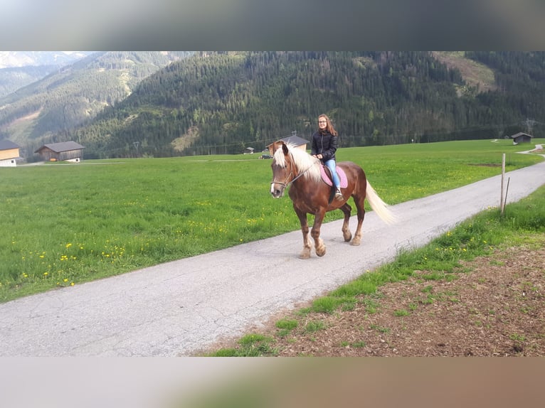 Noriker Merrie 17 Jaar in Obertilliach