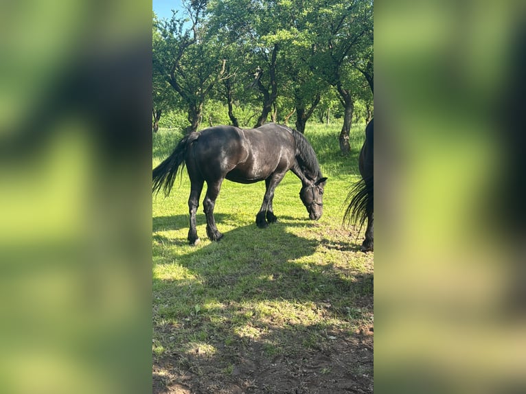 Noriker Merrie 19 Jaar 153 cm Zwart in Ecklingerode