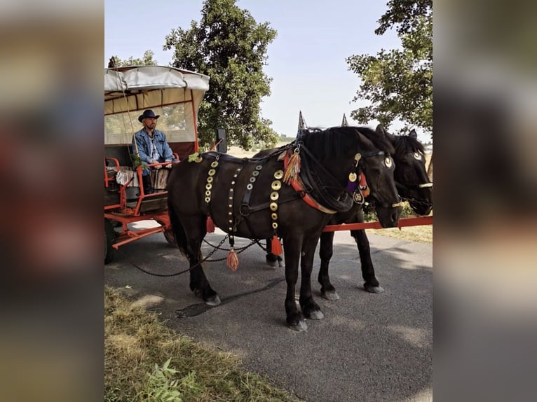 Noriker Merrie 19 Jaar 153 cm Zwart in Ecklingerode