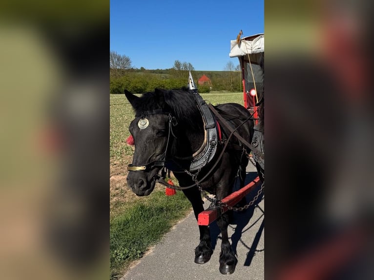 Noriker Merrie 19 Jaar 153 cm Zwart in Ecklingerode