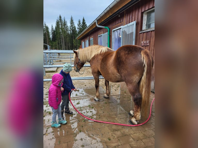 Noriker Merrie 19 Jaar 158 cm Donkere-vos in St.Blasien