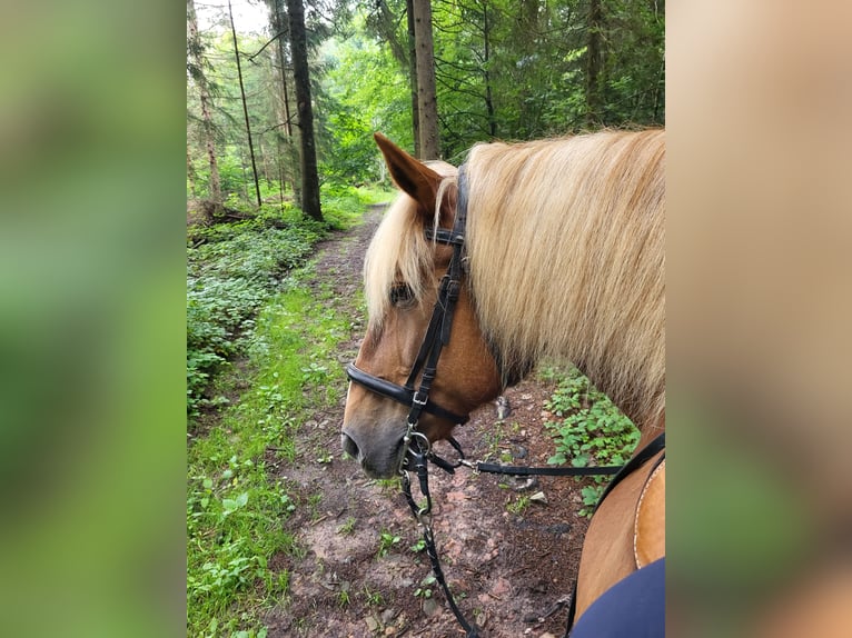 Noriker Merrie 19 Jaar 165 cm Donkere-vos in St.Blasien