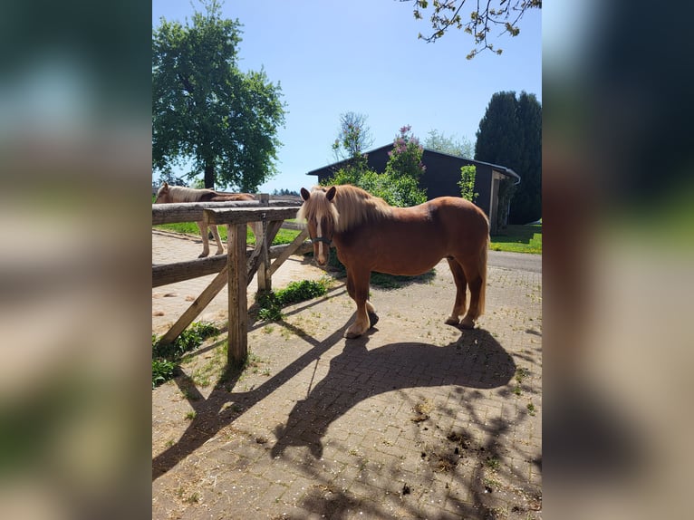 Noriker Merrie 19 Jaar 165 cm Donkere-vos in St.Blasien