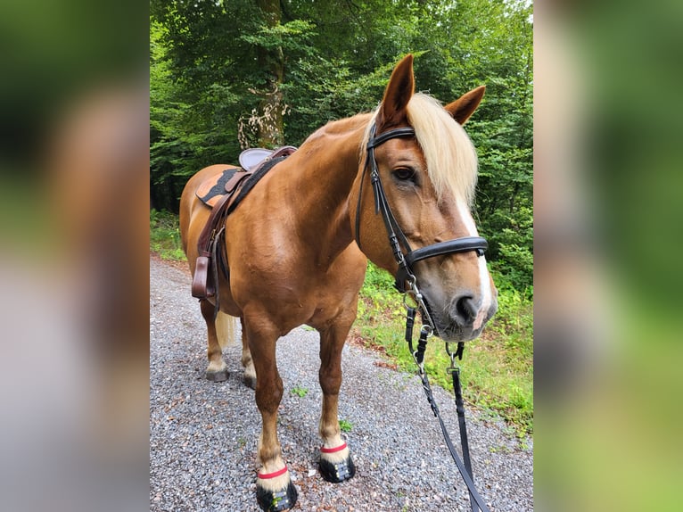 Noriker Merrie 19 Jaar 165 cm Donkere-vos in St.Blasien