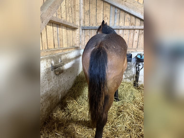 Noriker Merrie 1 Jaar 150 cm Bruin in Alberndorf