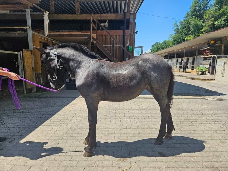 Noriker Merrie 1 Jaar 160 cm Blauwschimmel in Immensee