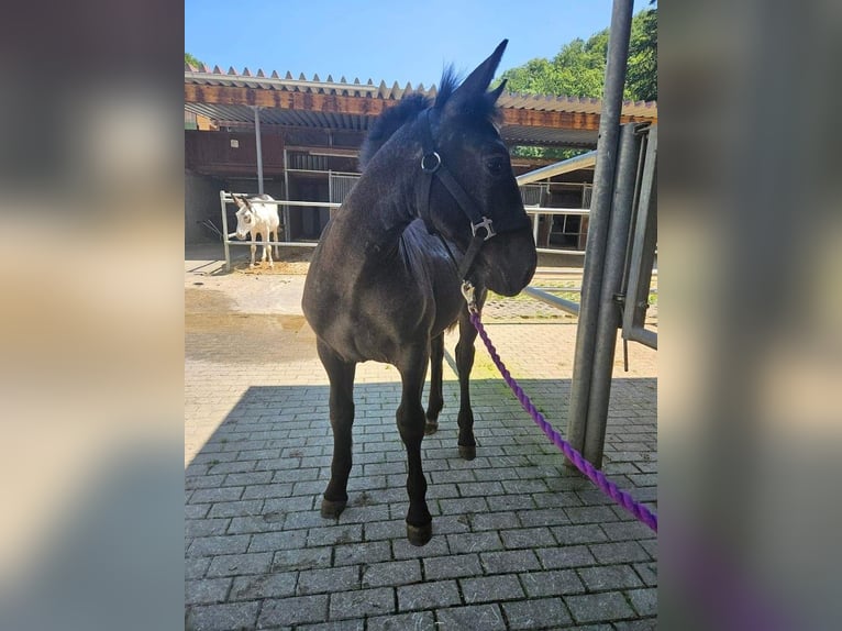 Noriker Merrie 1 Jaar 160 cm Blauwschimmel in Immensee