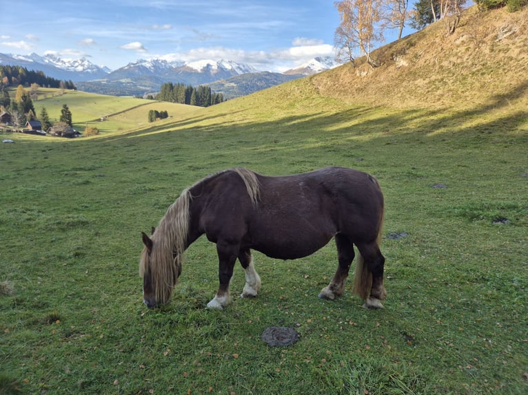Noriker Merrie 1 Jaar Appaloosa in Tamsweg