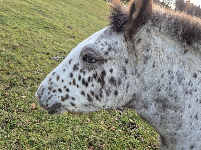 Noriker Merrie 1 Jaar Appaloosa in Tamsweg