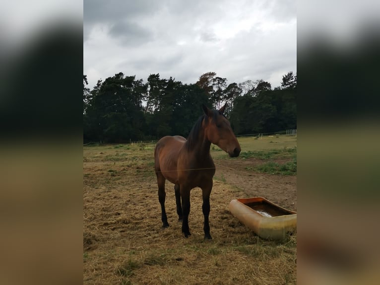 Noriker Merrie 1 Jaar Bruin in Diestelow