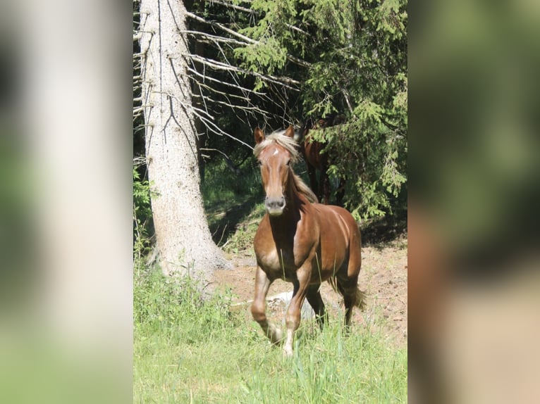 Noriker Merrie 1 Jaar Donkere-vos in Neumarkt in der Steiermark