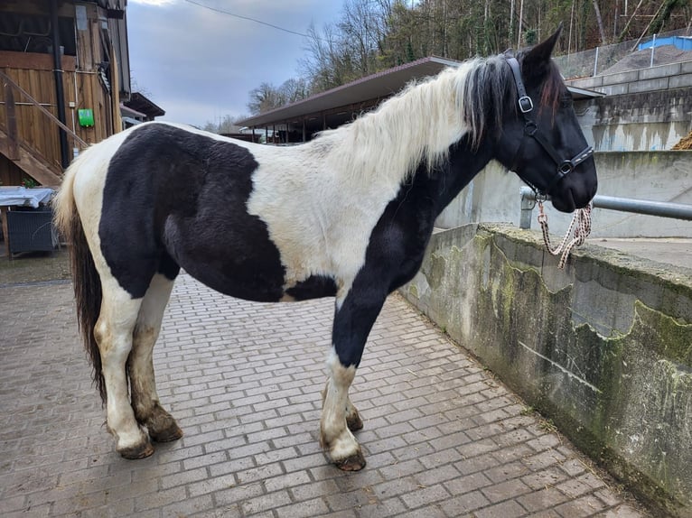 Noriker Merrie 1 Jaar in Küssaberg