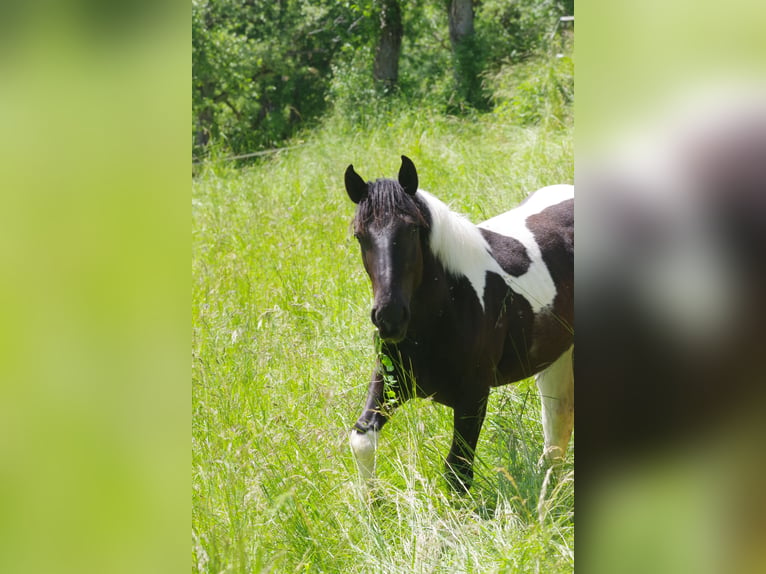 Noriker Merrie 1 Jaar in Küssaberg