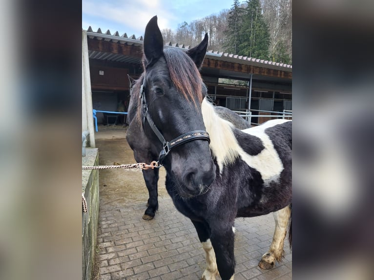 Noriker Merrie 1 Jaar in Küssaberg