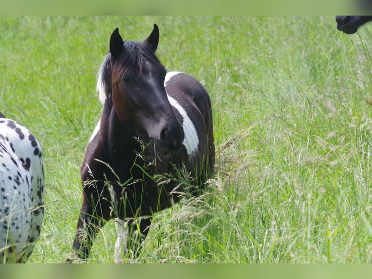 Noriker Merrie 1 Jaar in Küssaberg