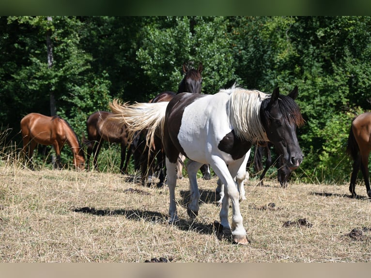 Noriker Merrie 1 Jaar Tobiano-alle-kleuren in Klettgau